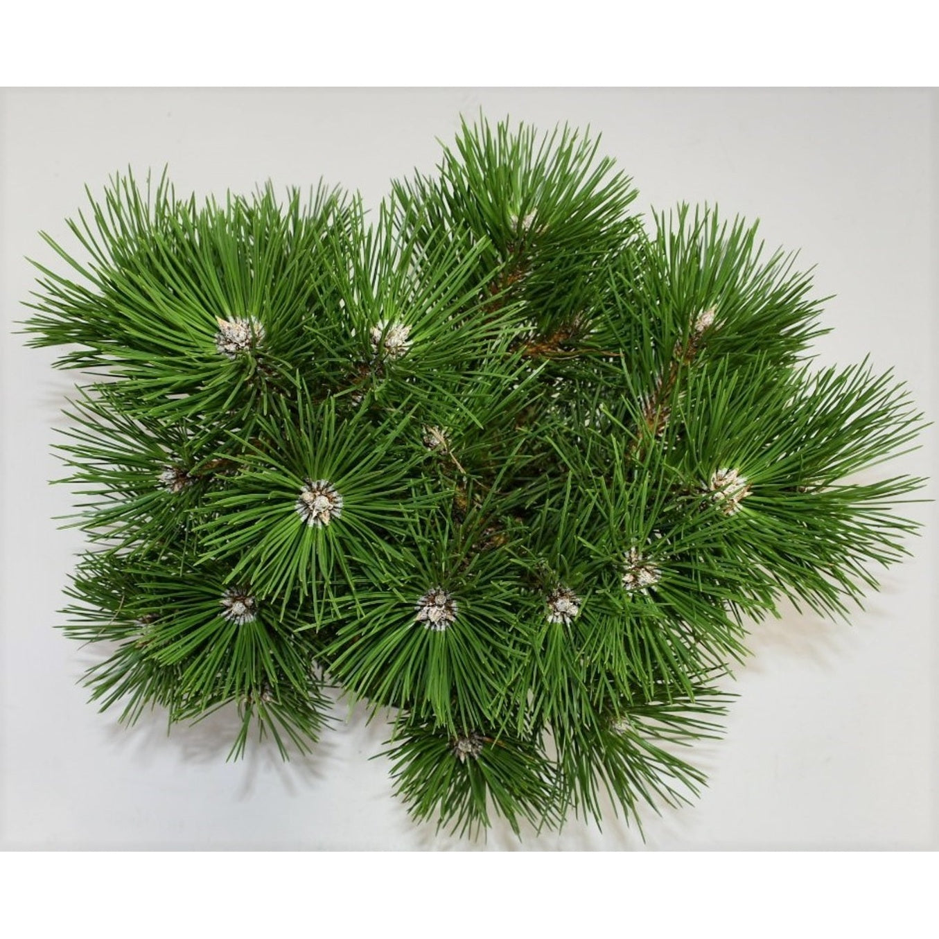 Svarttall – Pinus nigra 'Nana' - C5 30-40 cm.